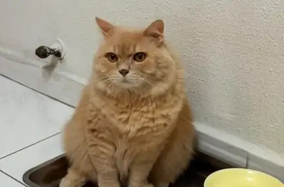 Lost and found pets Singapore, photo: Lost male cat, Singapore 560504, Hougang — orange long-haired with amber eyes