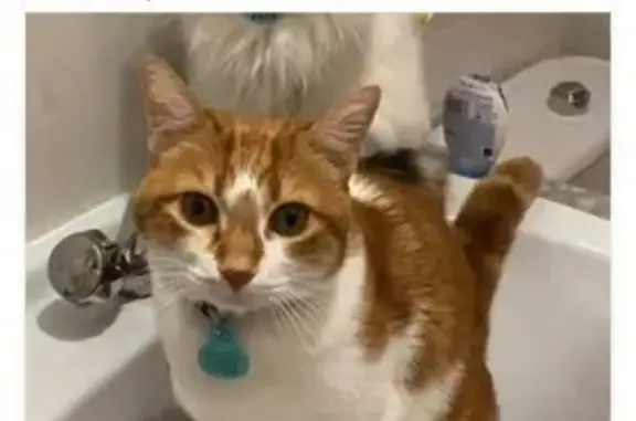 Gato perdido, Calle Sierra Mágina, 24, Jaén, Jaen — canela y blanco - photo