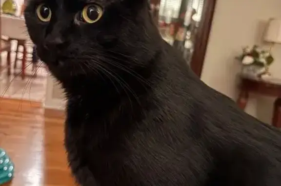 Lost male cat, Seattle Drive, 750, Lexington, Baton Rouge — answers to Marley - photo