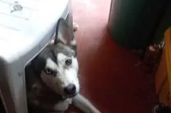 Perro perdido, Enrique Díaz de León 2582, Guadalajara, Zapopan — husky blanco con gris - photo