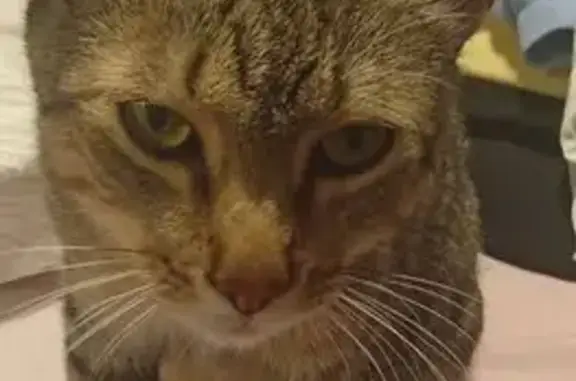 Gatos perdidos, Pozuelo de Alarcon, foto: Gato perdido, Calle Santa Isabel, Pozuelo de Alarcón — tiene chip y está castrado