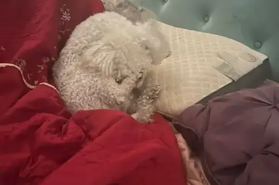 Lost Male Dog, West Butterfield Drive, 13047, Sun City West — friendly white Toy Poodle - photo