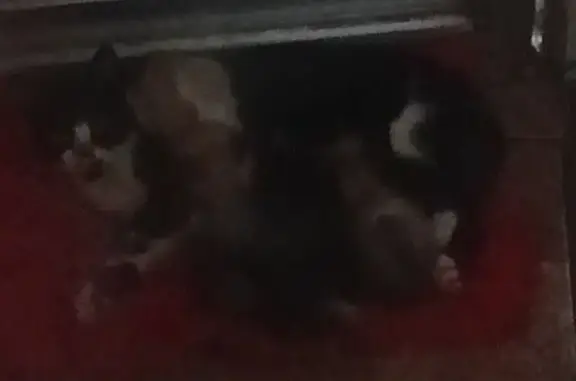Gato perdido, Avenida Mariana do Carmo Nogueira, Volta Redonda — fêmea preta com mancha branca no pescoço - photo