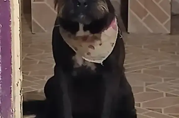 Encontrado cachorro (fêmea), R...