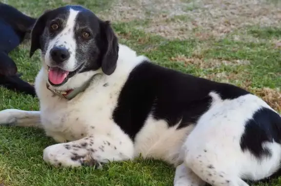 Lost pets Brighton, photo: Lost dog, Erebus Glen, 17, Marion, Brighton — male Beagle x Border Collie with a white tail