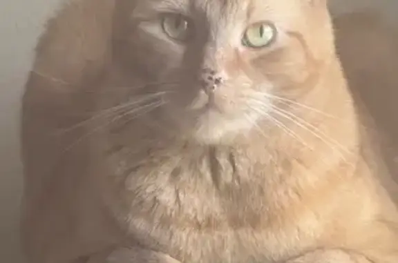 Missing cat Male, Irving (usl550095) - photo
