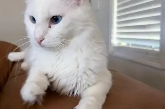 Missing cat Male, Biloxi (usl550096) - photo
