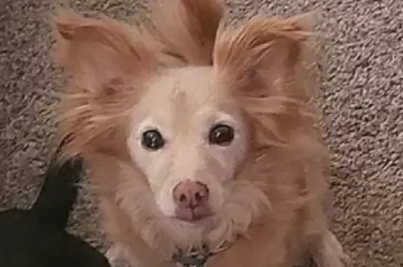 Lost pets Denver, photo: Lost dog, South Quitman Street, 1100, Denver — male with cloudy eyes