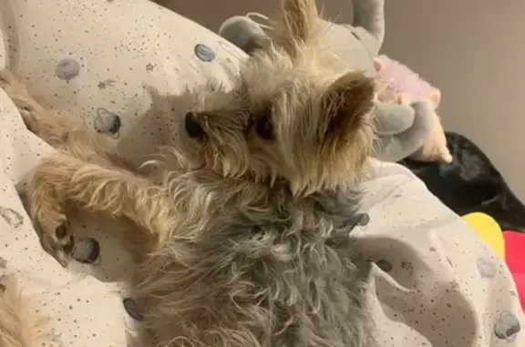 Lost pets Pretoria, photo: Lost Dog, Fountain Road, 28, Sandton, Pretoria — male
