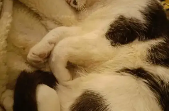 Lost pets Strathfield, photo: Lost male cat, Scotia Street, Moonee Valley, Strathfield — black and white, missing an ear