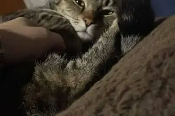 Lost cat, Peddie Street, Pretoria, Centurion — vocal grey tabby with black stripes - photo