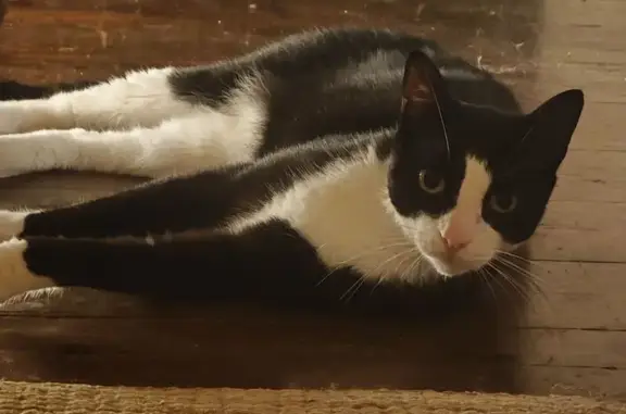Gato perdido, Muñoz Maria Kalea, 10, Bilbao — patitas blancas y mancha negra en la mandíbula - photo
