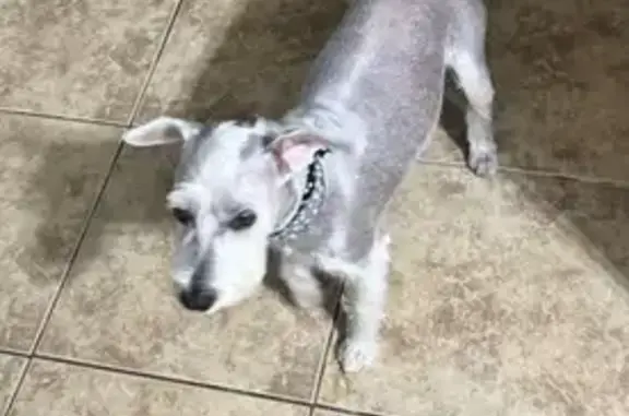 Missing dog Male, El Paso (usl550108) - photo