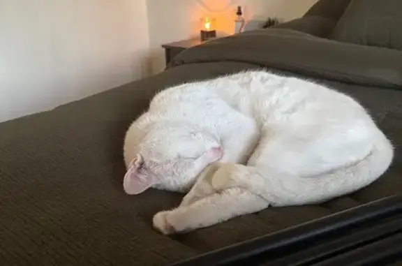 Missing cat Male, Fayetteville (usl550112) - photo