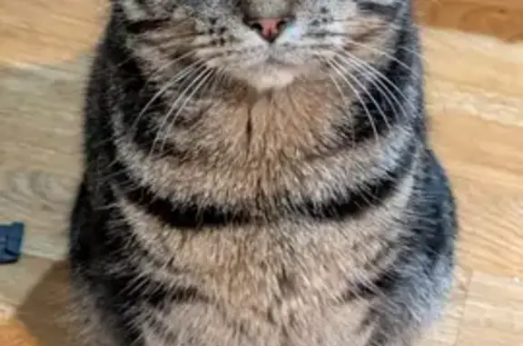 Lost cat, male, Ickburgh Road, England, London — one-eyed grey/black tabby - photo