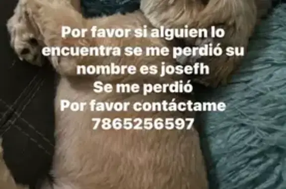 Missing dog Male, Miami (usl550114) - photo