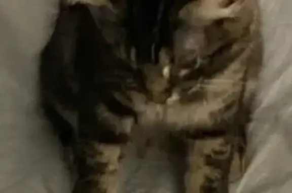 Lost cat, female, Brightwood Drive, South Carolina, Charlotte — answers to Hello - photo