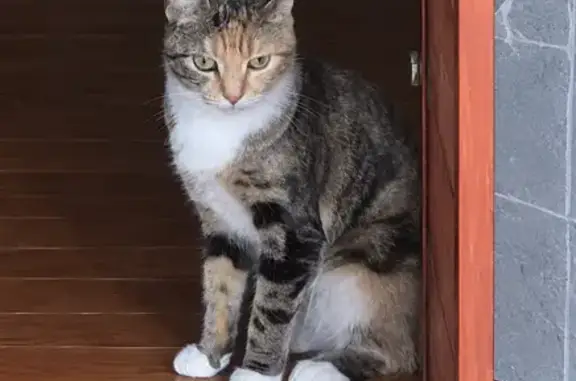 Lost cat, Jadestone Way, 13003, Woodbridge, Fairfax — orange, black & brown marbling with a white chest and paws - photo