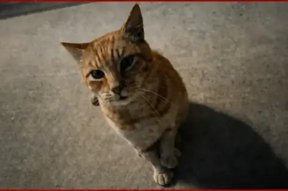 Missing cat Tacoma, photo: Missing cat Male, Tacoma (usl550119)