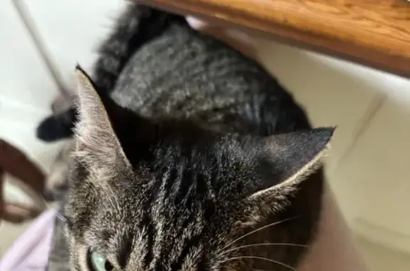 Missing cat Female, Arlington (usl550121) - photo