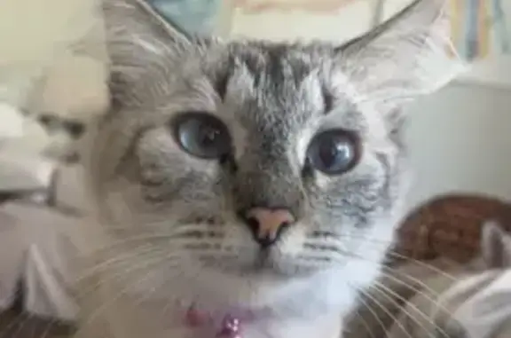 Lost cat, Mariner Drive, 23671, Dana Point — female with blue eyes - photo