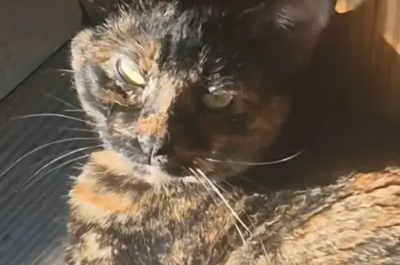 Missing cat Sparks, photo: Lost female cat, Rincon Court, 5099, Sparks — skittish but friendly