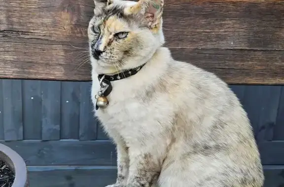 Missy is 14 year old tortoiseshell tonkinese . She is mainly cream coloured with patches of grey, brown and black. She has a timid nature but friendly and affectionate when confident. She is quite vocal but quiet when frightened.