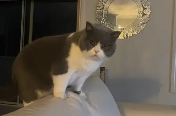 Lost pets Brisbane, photo: Lost cat, Gregory Street, 1114, City of Ballarat, Brisbane — male, grey and white coat
