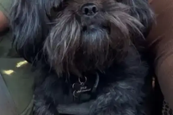 Lost female dog, Moreno Valley, California, Moreno Valley — white spots on her back - photo