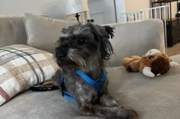 Found dog Pooler, photo: Found male dog, Pooler Parkway, 500, Pooler — young black and grey Schnauzer
