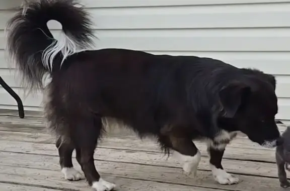 Lost female dog, Alabama 117, Flat Rock — black and white with short legs - photo