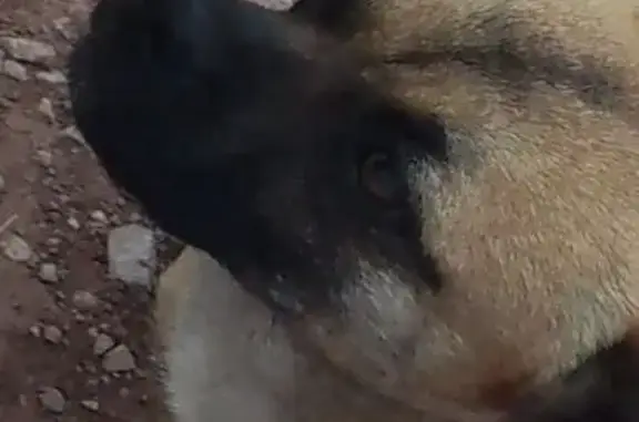 Lost dog, Nazlini, Arizona, Nazlini — small dog named Ralph - photo