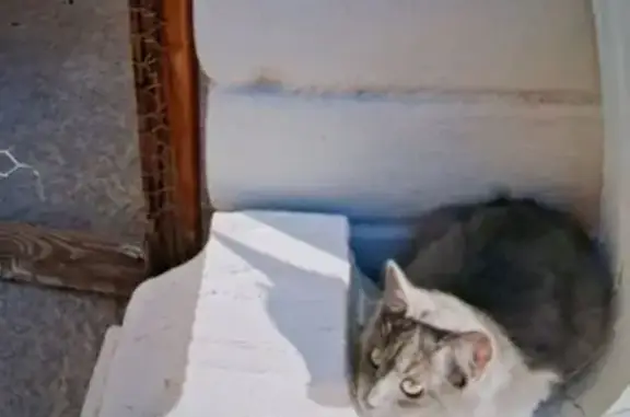 Lost cat, male, South Pearl Street, 5070, Las Vegas, Arlington — solid gray with green eyes - photo