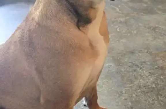 Lost male dog, Hattiesburg — 9-month-old puppy with white muzzle and chest - photo