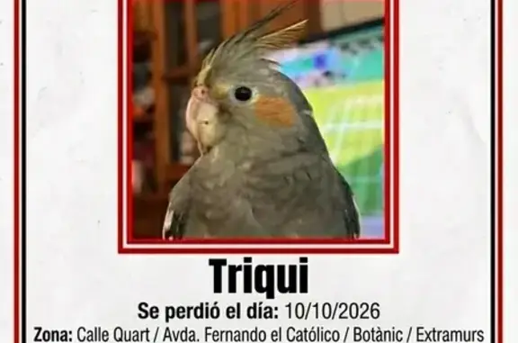 Ave perdida hembra, Calle Quart, Valencia — ninfa gris que responde al nombre Triqui - photo