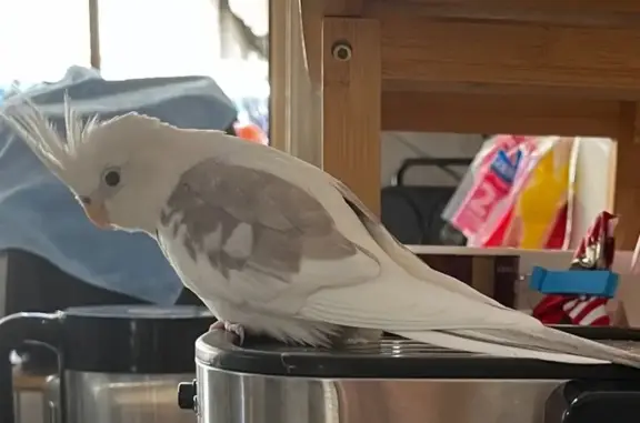 Lost bird, Fairfield, New South Wales, Sydney – male, mostly white with grey wing markings - photo
