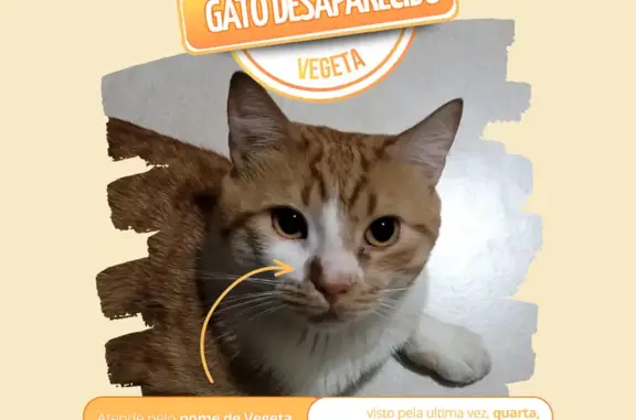 Gato perdido macho, Rua Augusta Andrade Lage, 300, Belo Horizonte — pelagem laranja rajada com branco e mancha marrom na narina direita - photo