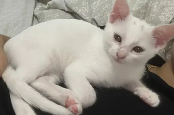 Gato perdido, hembra, Calle Matilde Peñaranda, 35, Torrevieja — 3 meses y mancha negra - photo