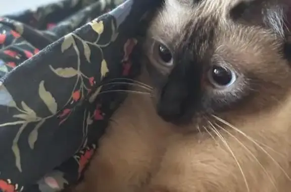 Gato perdido, Plaza Dos de Mayo, Santander — siamés de pelo corto y ojos azules - photo