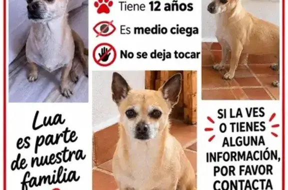 Perra perdida, Villaricos, Andalucía, Madrid — se salió de casa y podría estar desorientada - photo