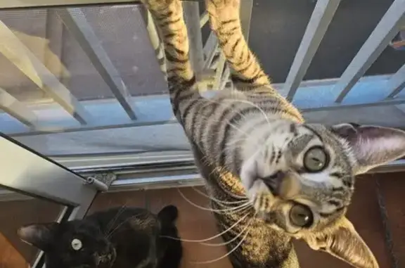 Perdido gato hembra, Carrer Apòstol Santiago, 78, Benicàssim, Castello de la Plana — atigrada gris - photo