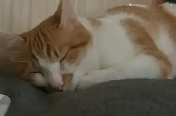 Lost cat, Belvedere Mount, 9, Wibsey — male, white and orange - photo