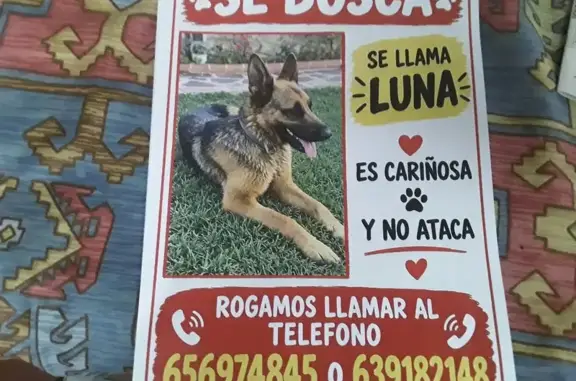 Perdido perro hembra, Picassent, Comunidad Valenciana, Valencia — Pastor Alemán - photo