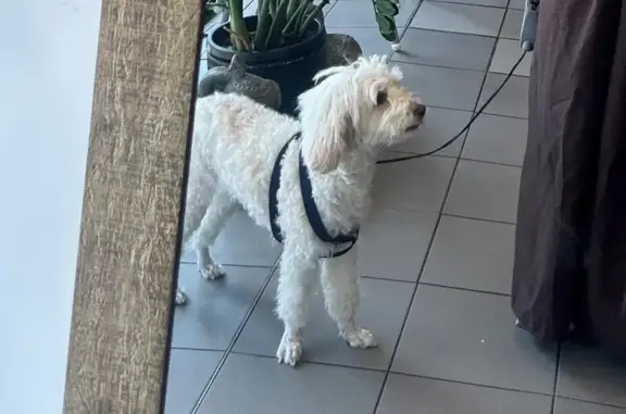 Lost pets Concord, photo: Lost male dog, Wetherill Street North, 104, City of Parramatta Council, Concord — no collar and shaved paws