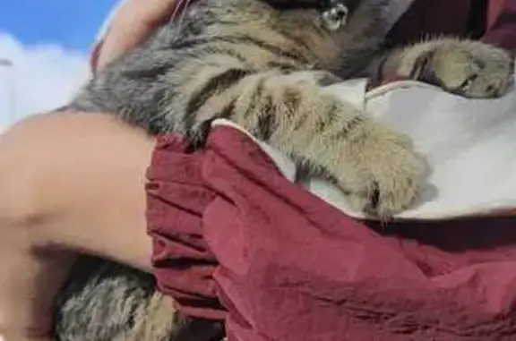 Gato encontrado, Calle San Francisco de Paula, Canarias, La Laguna — gris atigrado - photo