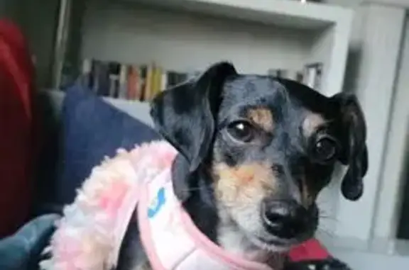 Lost female dog, 97A Avenue, 12663, Surrey, Blaine — black with brown coloring, 4 years old - photo