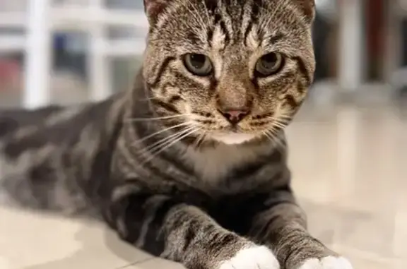 Found cat Wellington, photo: Found Cat, Southwest 5th Avenue, 129, Florida City, Wellington