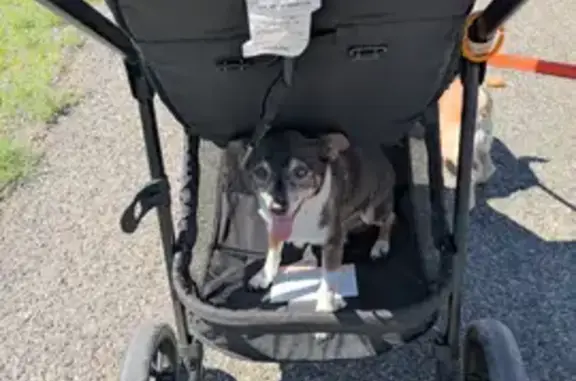 Lost pets Prescott Valley, photo: Lost male dog, North Date Creek Drive, 3000, Prescott Valley — almost blind