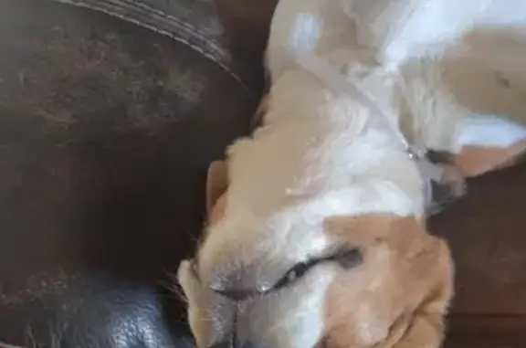 Lost pets Prescott Valley, photo: Lost dog, Dewey-Humboldt, Arizona, Prescott Valley — brown, white, black and yellow Beagle