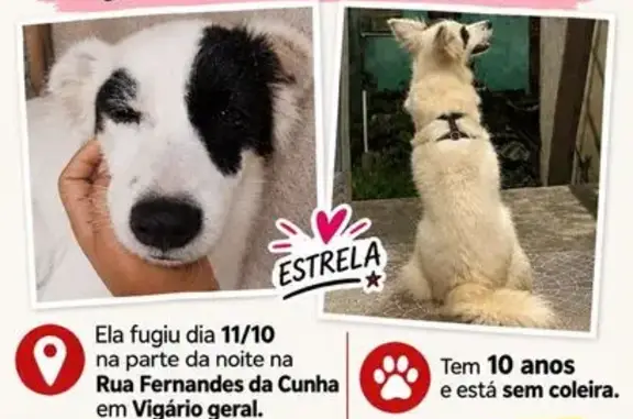 Cachorro perdido, Rua Fernandes da Cunha, 1227 — fêmea branca sem coleira - photo